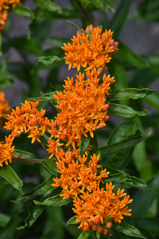 Butterfly Weed (Asclepias tuberosa) at Dickman Farms