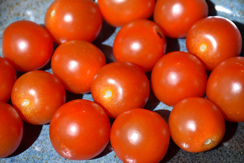 Sweet 100 Tomato (Solanum lycopersicum 'Sweet 100') at Dickman Farms