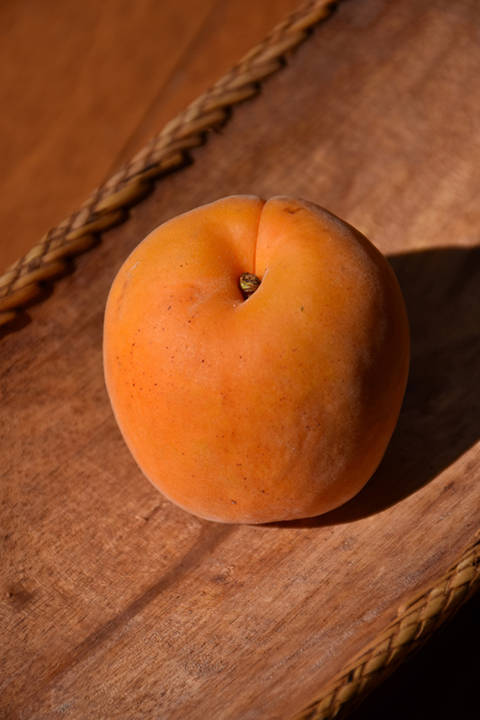 Perfection Apricot (Prunus armeniaca 'Perfection') at Dickman Farms