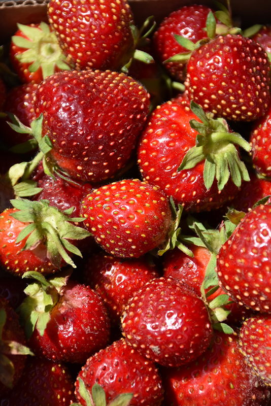 Sparkle Strawberry (Fragaria 'Sparkle') at Dickman Farms