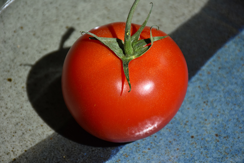 Early Girl Tomato (Solanum lycopersicum 'Early Girl') at Dickman Farms