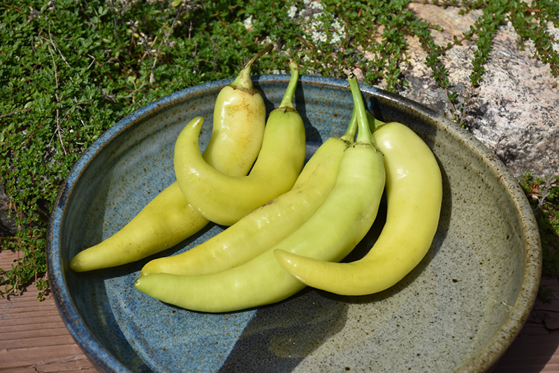 Sweet Banana Pepper (Capsicum annuum 'Sweet Banana') at Dickman Farms