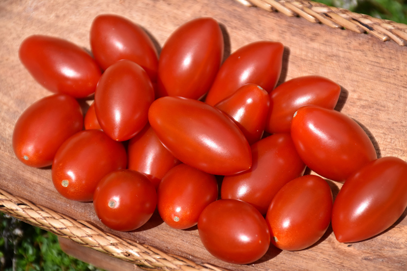 Sugary Tomato (Solanum lycopersicum 'Sugary') at Dickman Farms