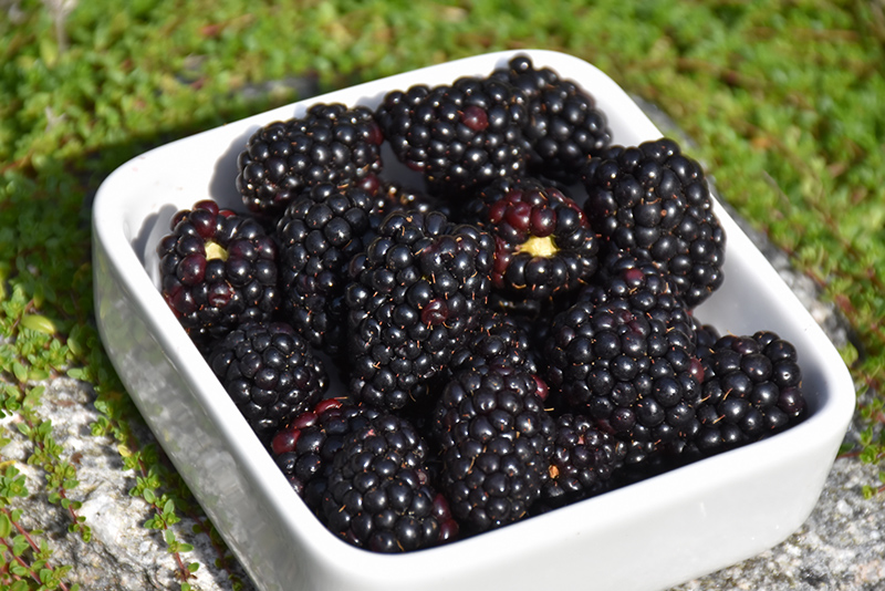 Natchez Thornless Blackberry (Rubus 'Natchez') at Dickman Farms