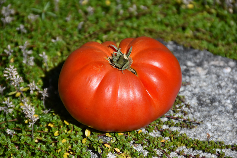 Genuwine Tomato (Solanum lycopersicum 'Genuwine') at Dickman Farms