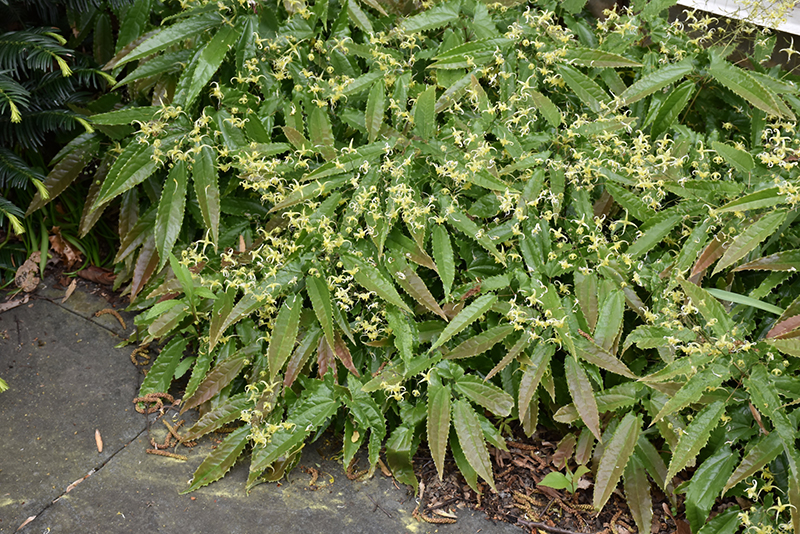 Sandy Claws Barrenwort (Epimedium wushanense 'Sandy Claws') at Dickman Farms