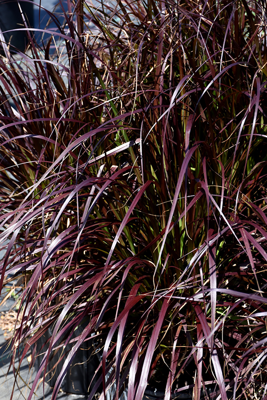 Purple Fountain Grass (Pennisetum setaceum 'Rubrum') at Dickman Farms