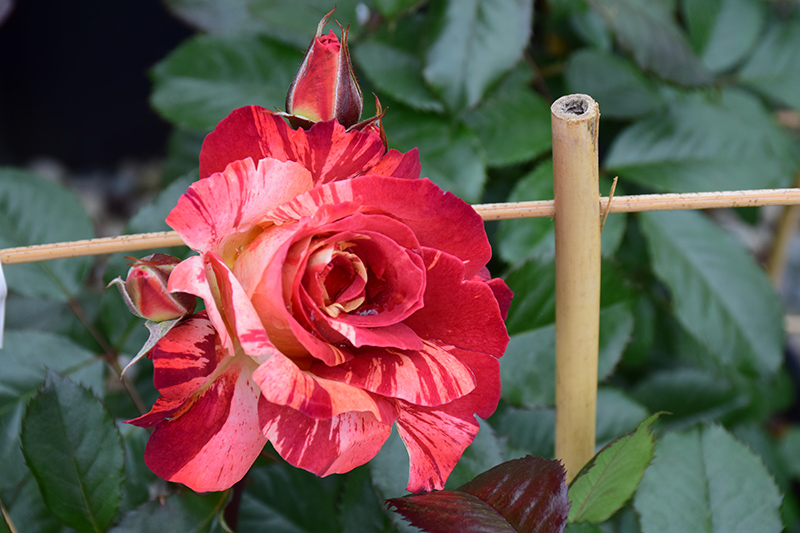 Tropical Lightning Rose Rosa, K&S Landscaping