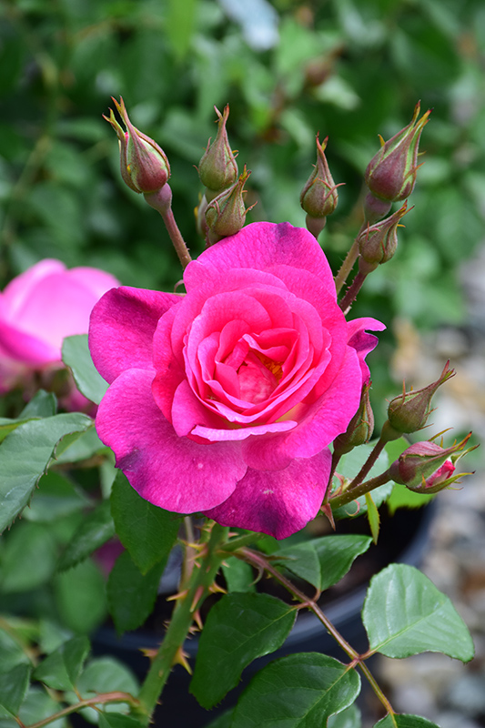 Easy To Please Rose (Rosa 'WEKfawibyblu') at Dickman Farms