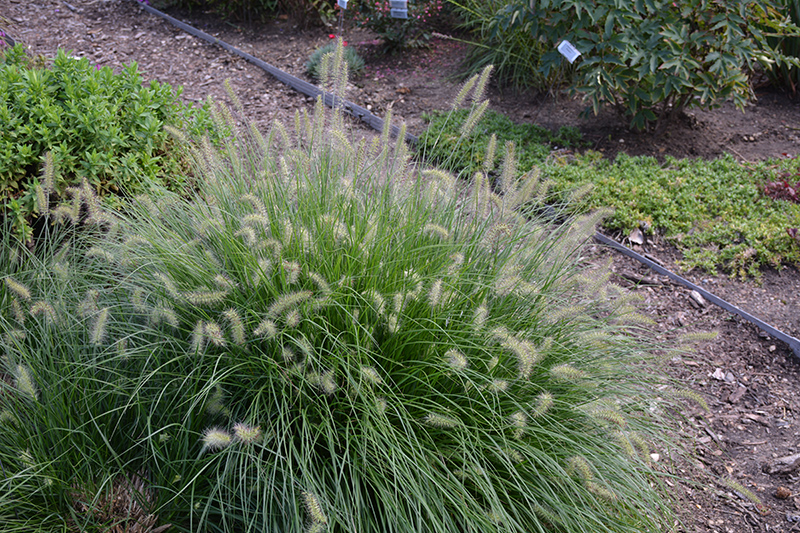 Little Bunny Dwarf Fountain Grass (Pennisetum alopecuroides 'Little Bunny') at Dickman Farms