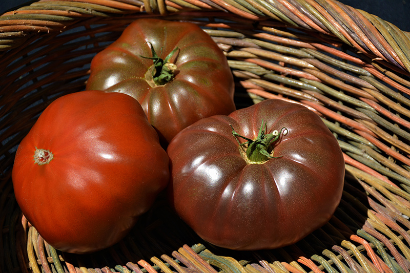 Cherokee Purple Tomato (Solanum lycopersicum 'Cherokee Purple') at Dickman Farms