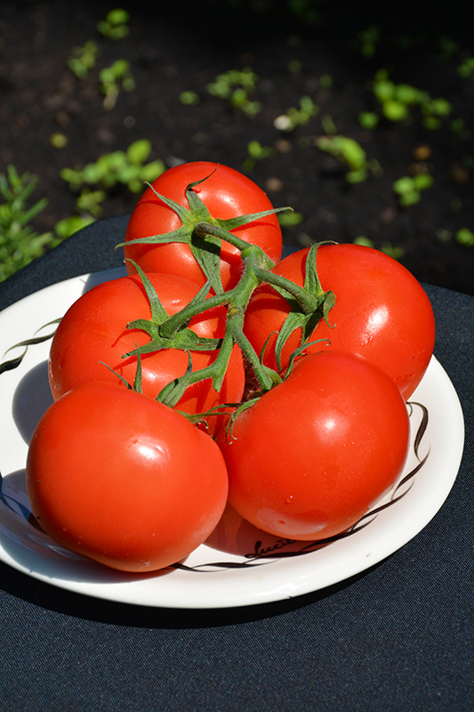 Fourth of July Tomato (Solanum lycopersicum 'Fourth of July') at Dickman Farms