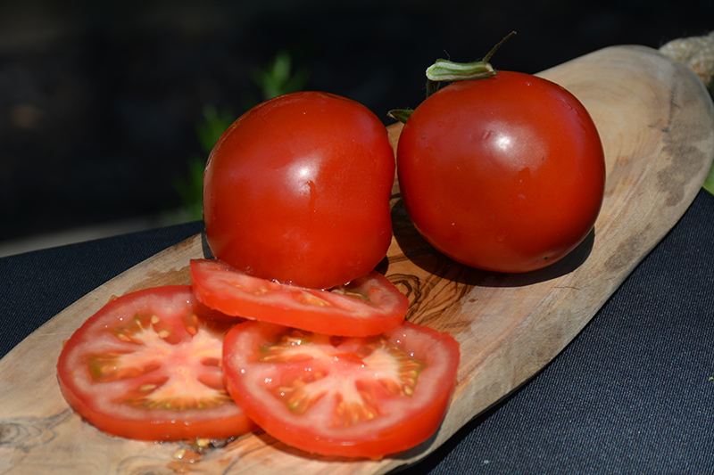 Bush Champion II Tomato (Solanum lycopersicum 'Bush Champion II') at Dickman Farms