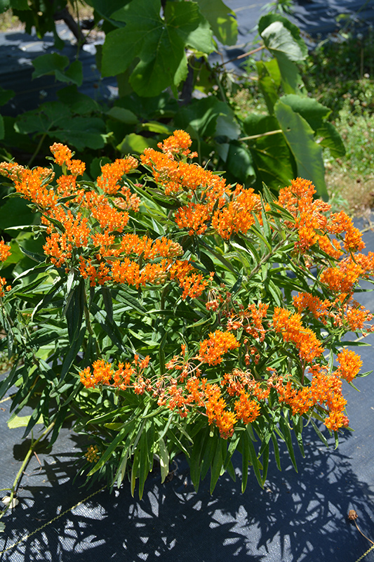 Butterfly Weed (Asclepias tuberosa) at Dickman Farms