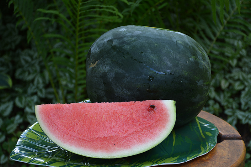 Sugar Baby Watermelon (Citrullus lanatus 'Sugar Baby') at Dickman Farms