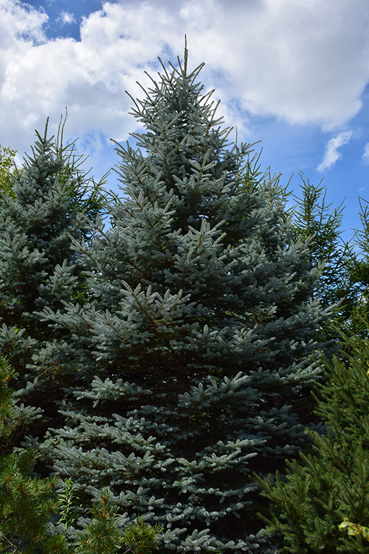 Baby Blue Eyes Spruce (Picea pungens 'Baby Blue Eyes') at Dickman Farms