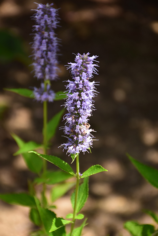 Blue Fortune Anise Hyssop (Agastache 'Blue Fortune') at Dickman Farms