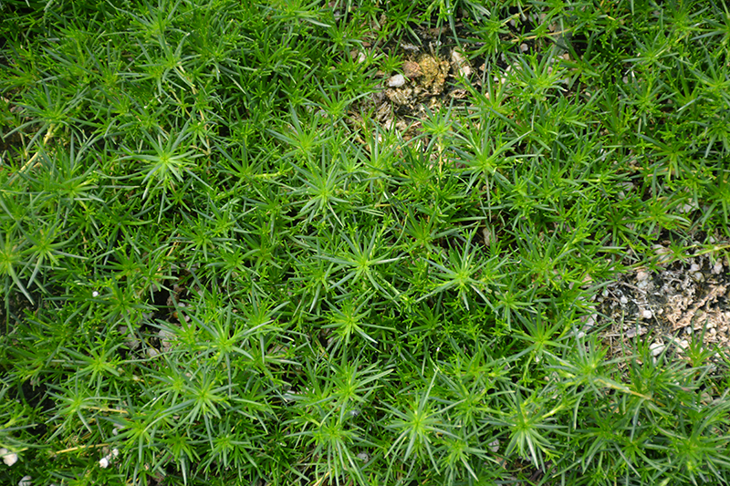Irish Moss (Sagina subulata) at Dickman Farms