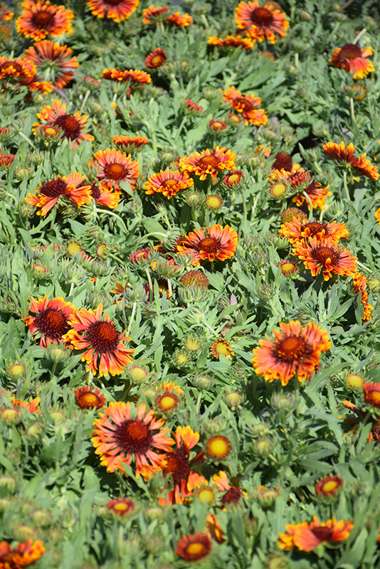 SpinTop Copper Sun Blanket Flower (Gaillardia aristata 'SpinTop Copper Sun') at Dickman Farms