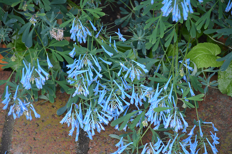 Hillier Porcelain Blue Corydalis (Corydalis flexuosa 'Hillier Porcelain Blue') at Dickman Farms