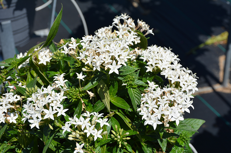 Lucky Star White Star Flower (Pentas lanceolata 'PAS1284142') at Dickman Farms