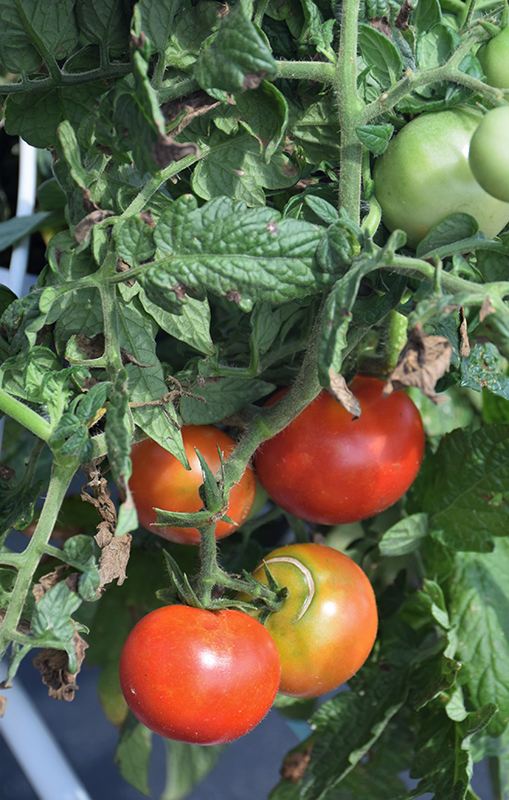 Little Sicily Tomato (Solanum lycopersicum 'Little Sicily') at Dickman Farms
