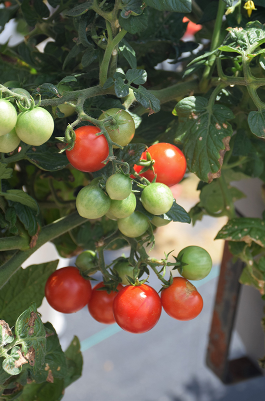 Little Bing Tomato (Solanum lycopersicum 'Little Bing') at Dickman Farms
