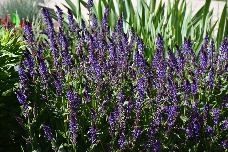 Violet Riot Sage (Salvia nemorosa 'Violet Riot') at Dickman Farms