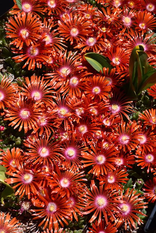 Red Mountain Flame Ice Plant (Delosperma 'PWWG02S') at Dickman Farms