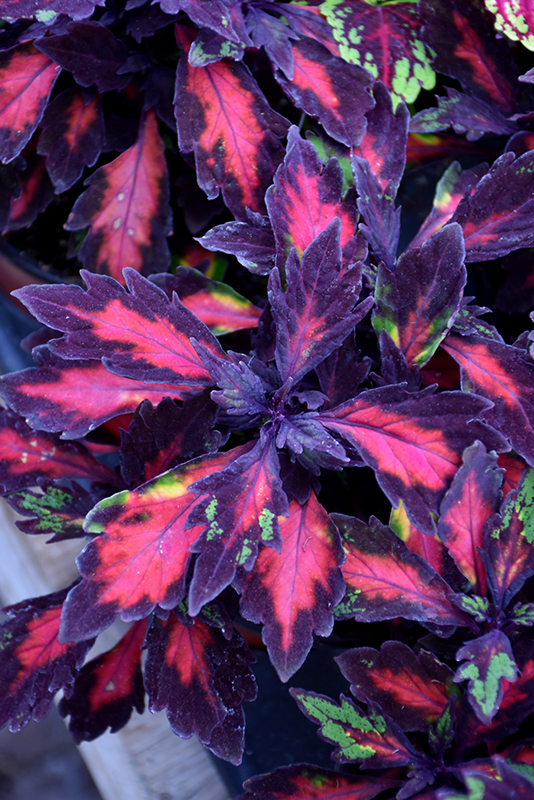 Marquee Special Effects Coleus (Solenostemon scutellarioides 'Special Effects') at Dickman Farms