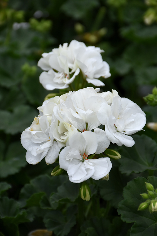 Fantasia White Geranium (Pelargonium 'Fantasia White') at Dickman Farms