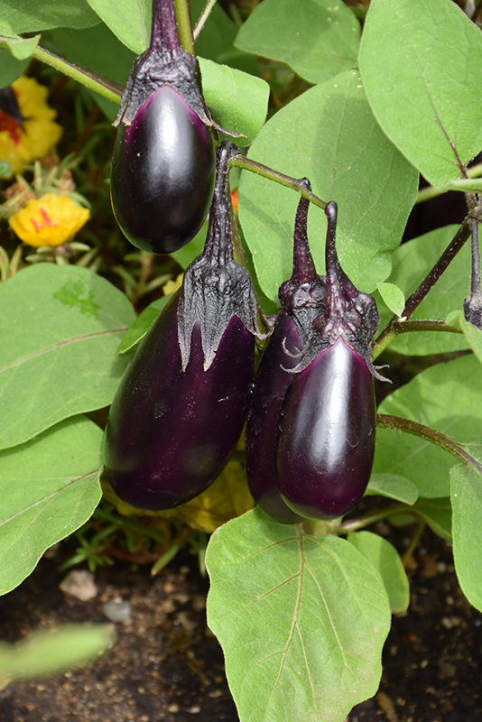 Patio Baby Eggplant (Solanum melongena 'Patio Baby') at Dickman Farms