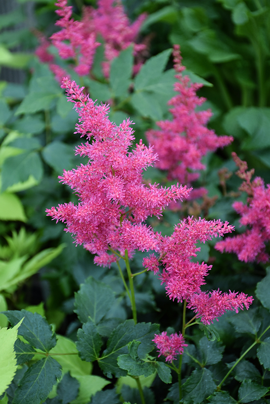 Younique Ruby Red Astilbe (Astilbe 'VersRed') at Dickman Farms