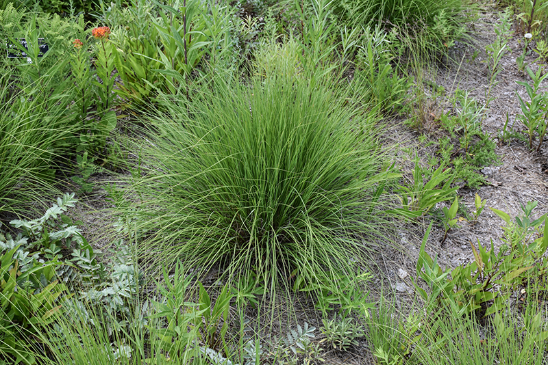 Undaunted Ruby Muhly Grass (Muhlenbergia reverchonii 'PUND01S') at Dickman Farms