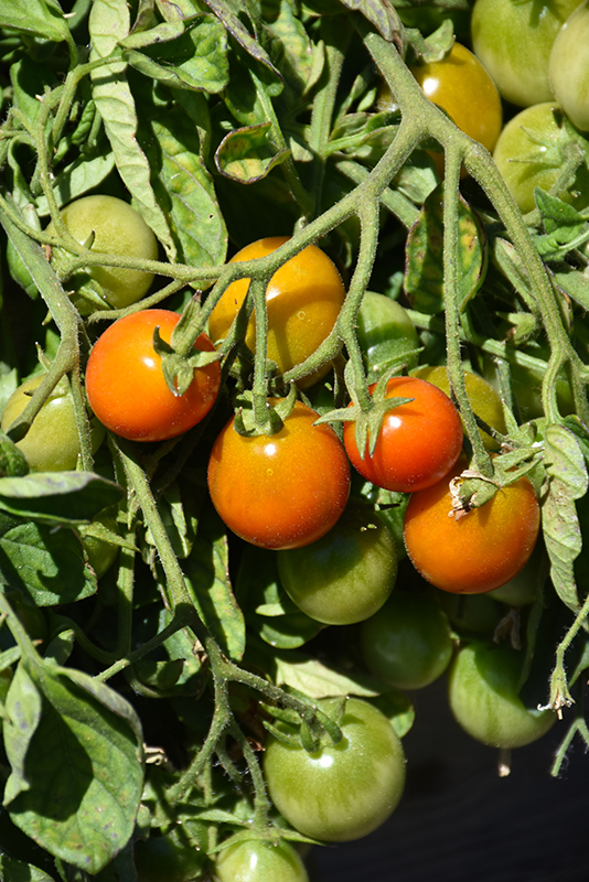 Tumbler Tomato (Solanum lycopersicum 'Tumbler') at Dickman Farms