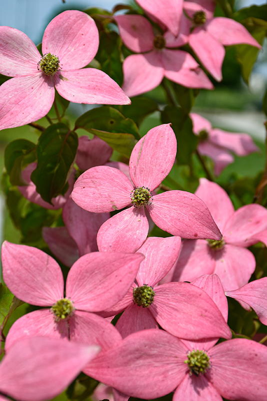 Click to view a full-size photo of Scarlet Fire Flowering Dogwood (Cornus kousa 'Rutpink') at Dickman Farms Scarlet Fire Flowering Dogwood (Cornus kousa 'Rutpink') at Dickman Farms