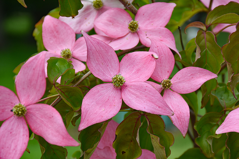 Click to view a full-size photo of Scarlet Fire Flowering Dogwood (Cornus kousa 'Rutpink') at Dickman Farms Scarlet Fire Flowering Dogwood (Cornus kousa 'Rutpink') at Dickman Farms