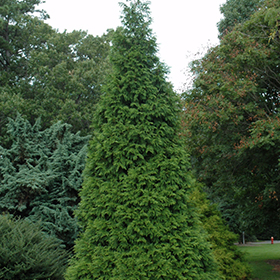 Plant Photo 8